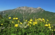 SENTIERO DEI FIORI ‘Claudio Brissoni’ ad anello da Capanna 2000 il 9 luglio 2020 - FOTOGALLERY